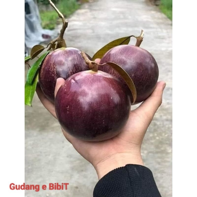 Bibit Genitu Ungu Hasil Okulasi / Cangkok | Kenitu Ungu Murah