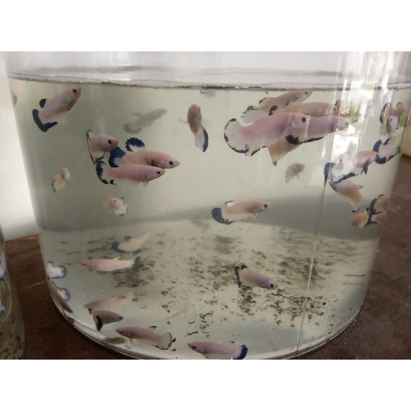 Ikan Cupang Plakat Blue Rim
