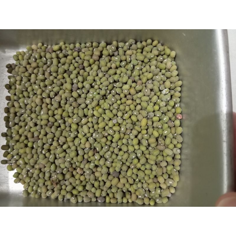 

KACANG HIJAU KUPAS 1 KG