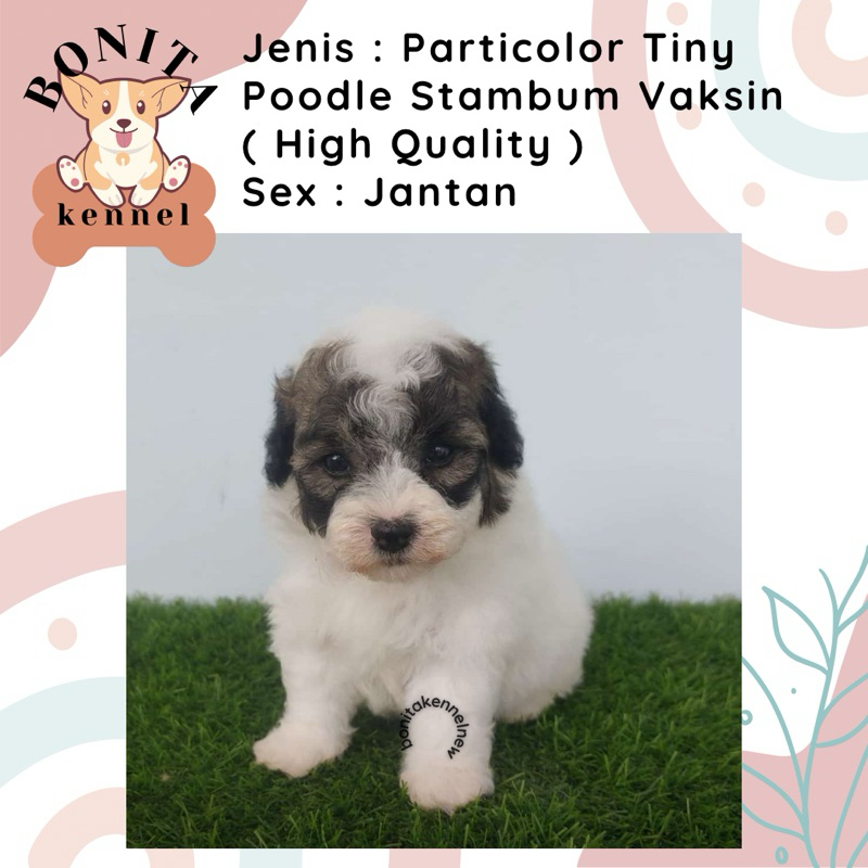 Particolor Toy Tea Cup Poodle Stambum Anak Anjing Poodle Abu Jantan Betina