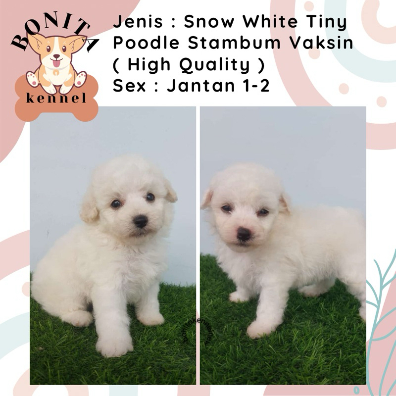 White Tiny Tea Cup Toy Poodle Stambum Anak Anjing Poodle Red Jantan Betina