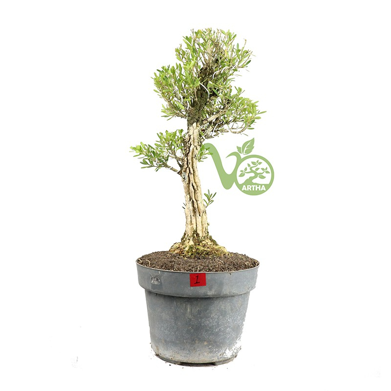 Bonsai Buxus - Mame 01