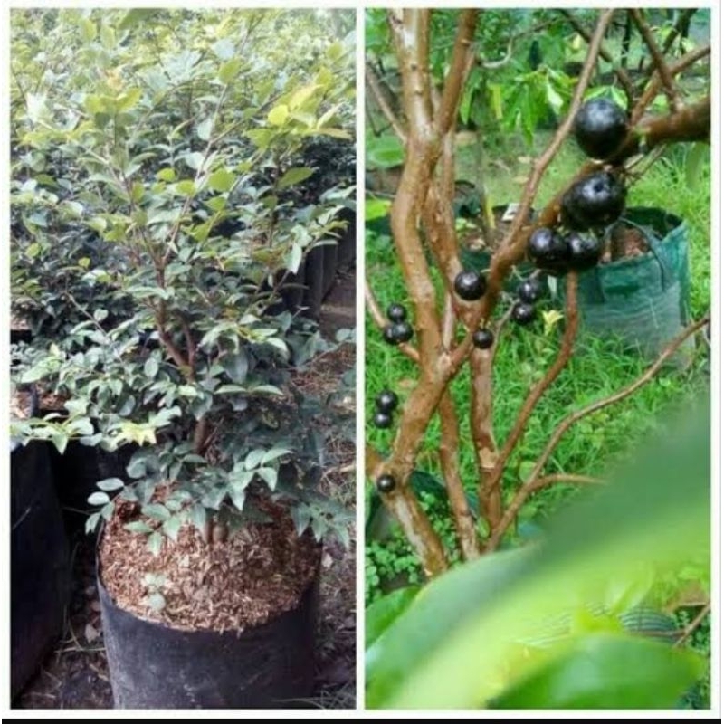 tanaman kupa landak/anggur brazil