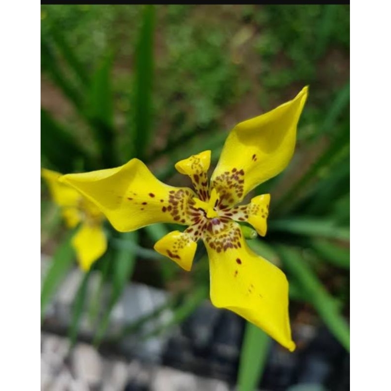 tanaman hias iris bunga kuning