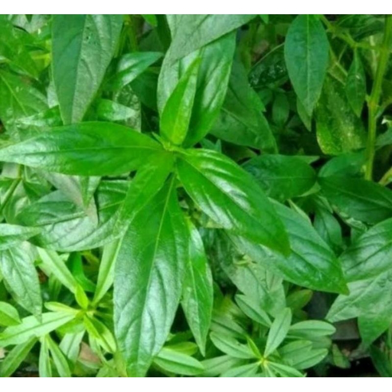

Daun SAMBILOTO Organik Fresh per LEMBAR