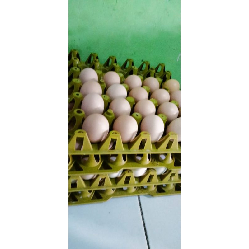 

telur ayam kampung