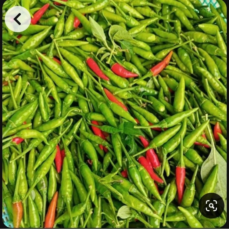 

RAWIT HIJAU FRESH LANGSUNG PETIK DARI KEBUN 500 gram