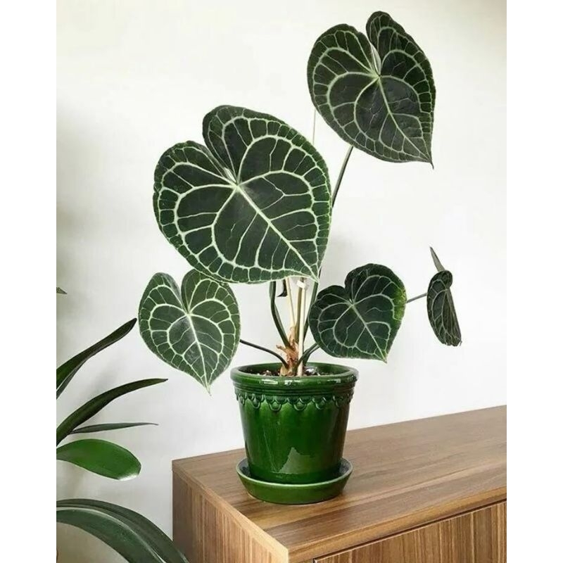 anthurium clarinervium tarantula