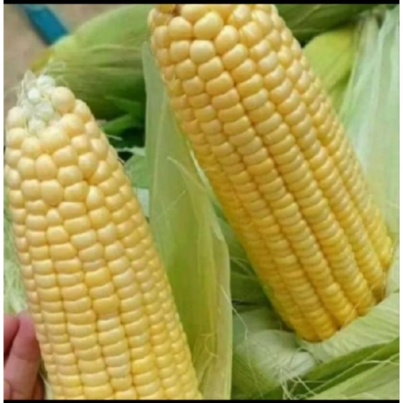 

PROMO TERLARIS 250 GRAM JAGUNG MANIS MADU SIAP TANAM
