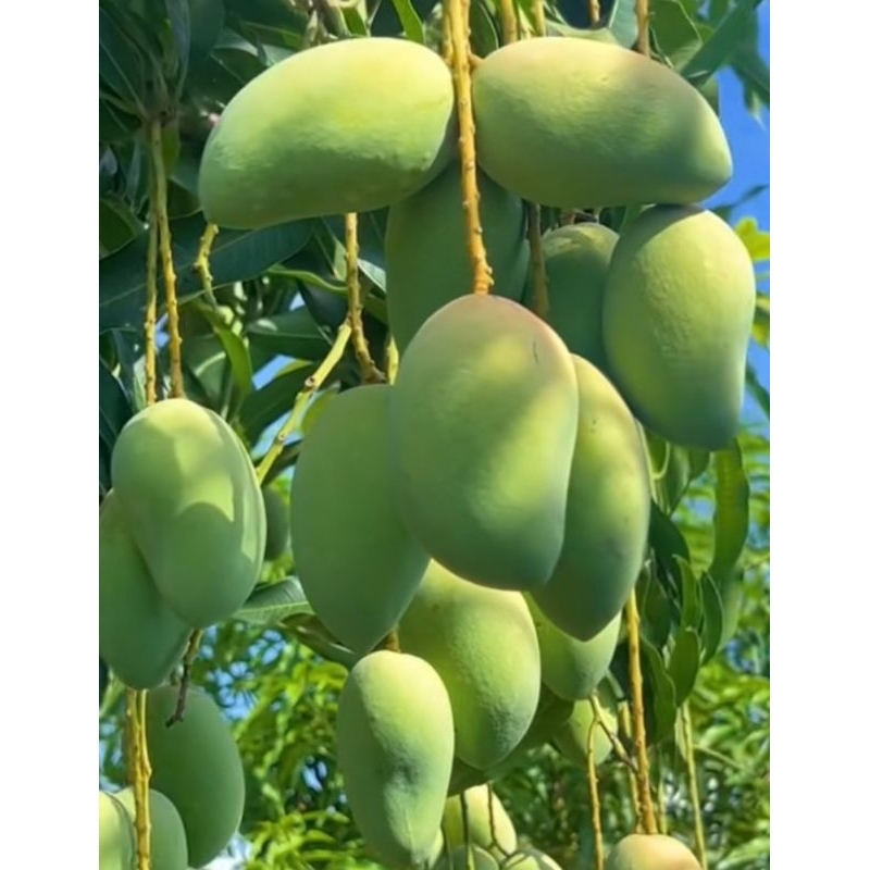 

mangga muda rujak Rasa asam segar 1kg baru petik dari pohon cocok buat pecinta rujak dan petis