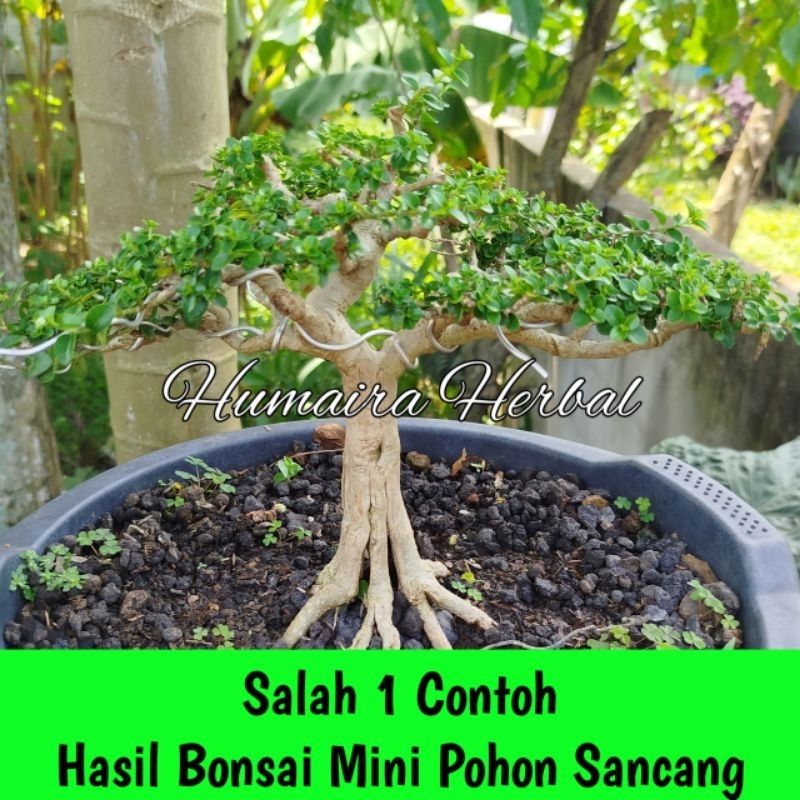 BAHAN BONSAI SANCANG Pohon Bahan Bonsai Pohon Sancang