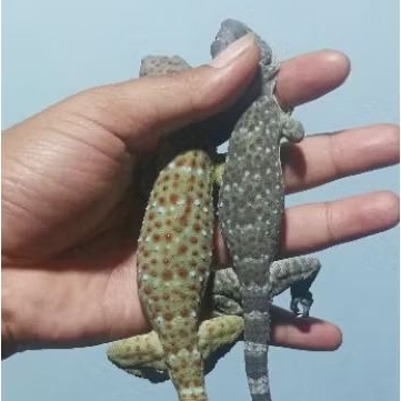 Tokek Rumah