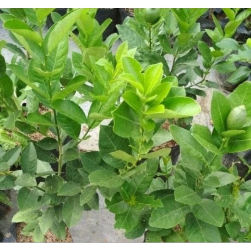 bibit buah jeruk lemon sudah berbuah.