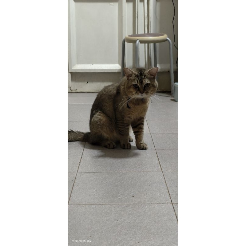 grooming, pet carrier dan makanan kucing bsh golden