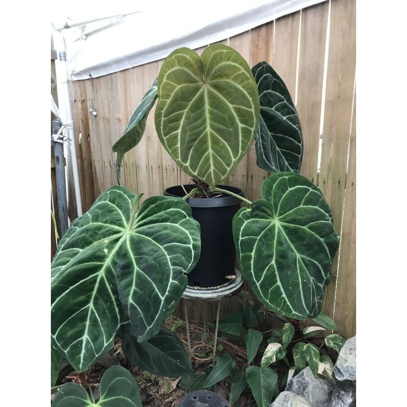 anthurium magnificum