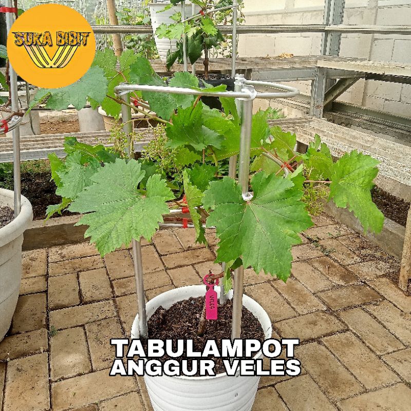 TABULAMPOT ANGGUR VELES - SUDAH BERBUAH