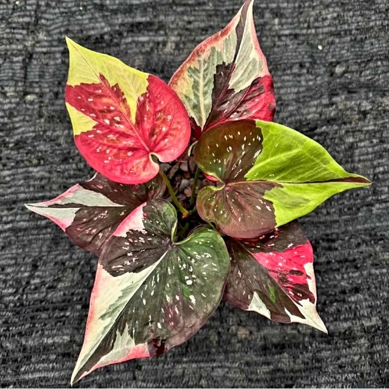 Tanaman Hias Keladi Thai Series Hybrid 99 daun tebal Bunga Hias Keladi Caladium Anakan Murah Merah B