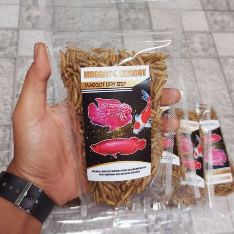 Maggot BSF makanan ikan koi dan chana predator