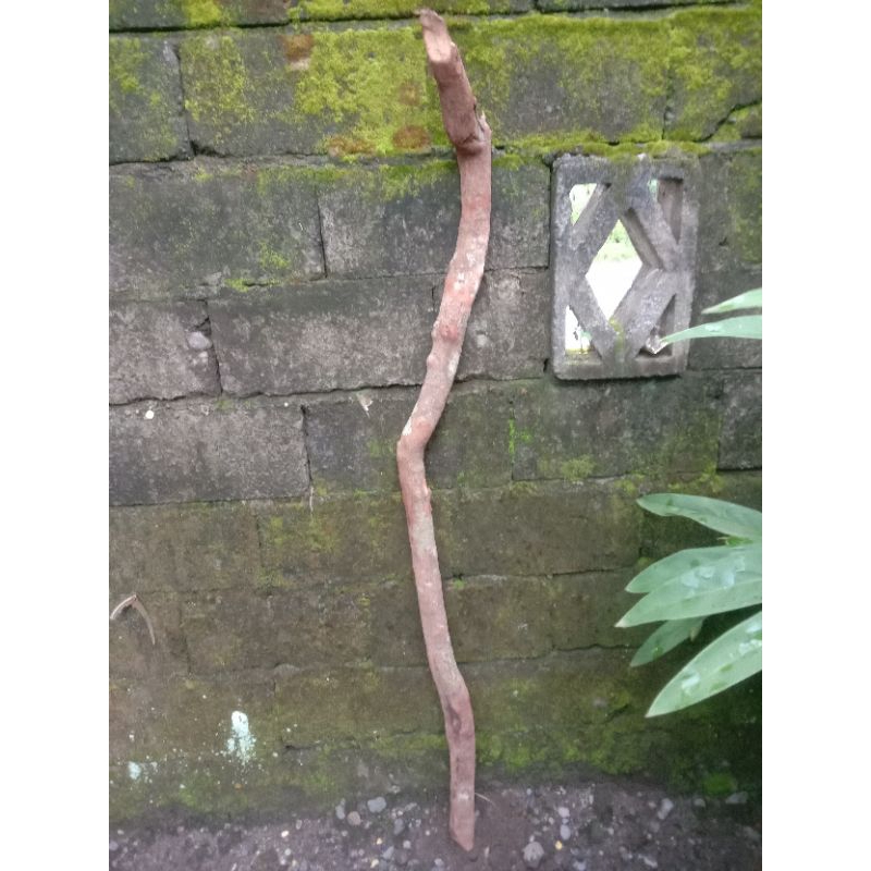 Kayu Sulaiman alami