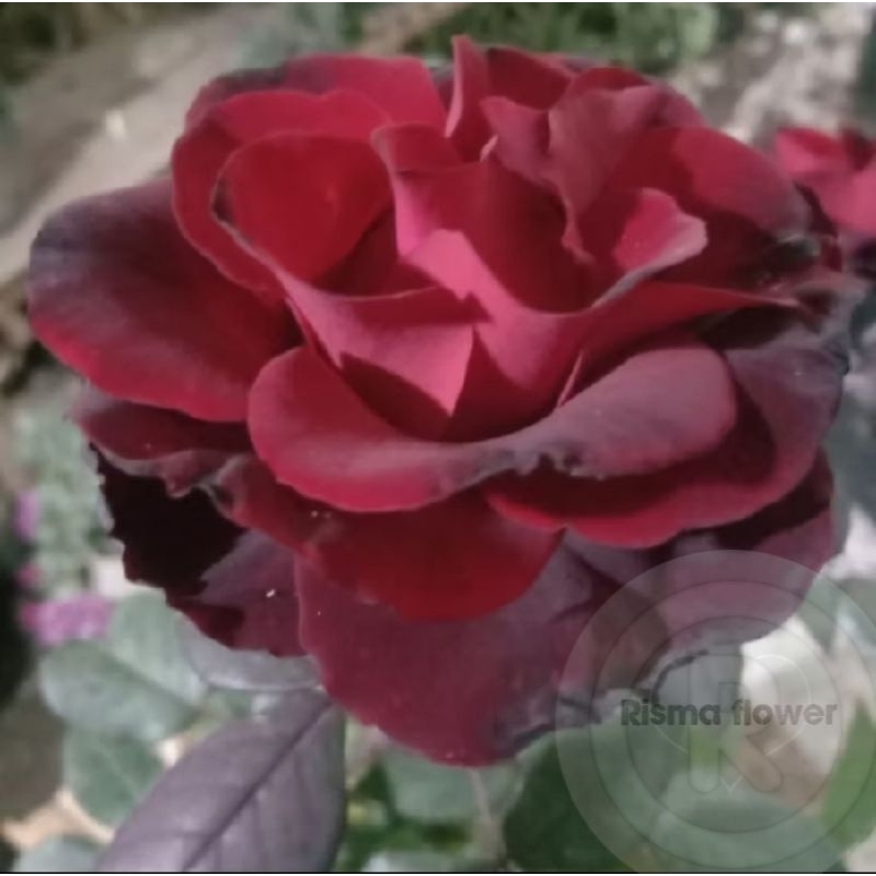 Pohon bunga mawar import black magic wangi / tanaman hias bunga mawar import