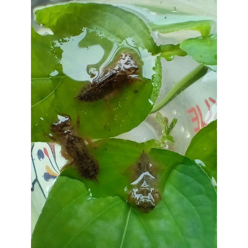 larva capung/100 ekor hidup