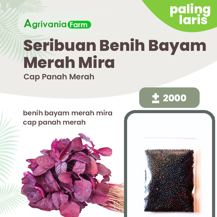 2000 Benih Bayam Merah Mira Cap Panah Merah Bibit Sayur Sayuran Seribuan
