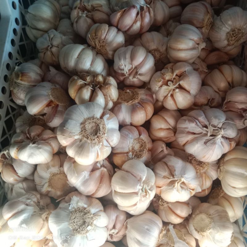 

Bawang putih SUPER ½ kg