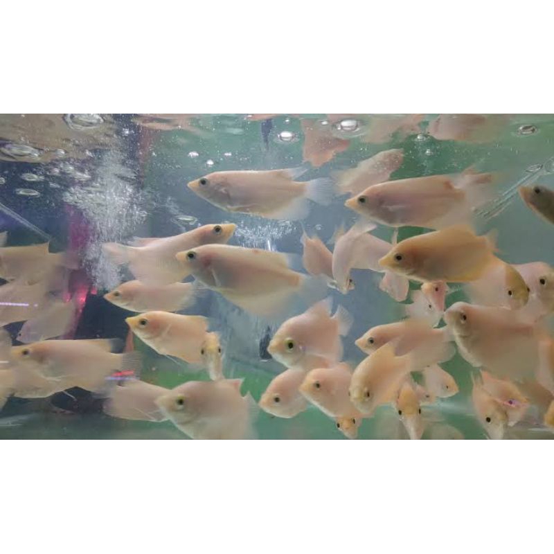 

Kardus gurame padang 3 jari