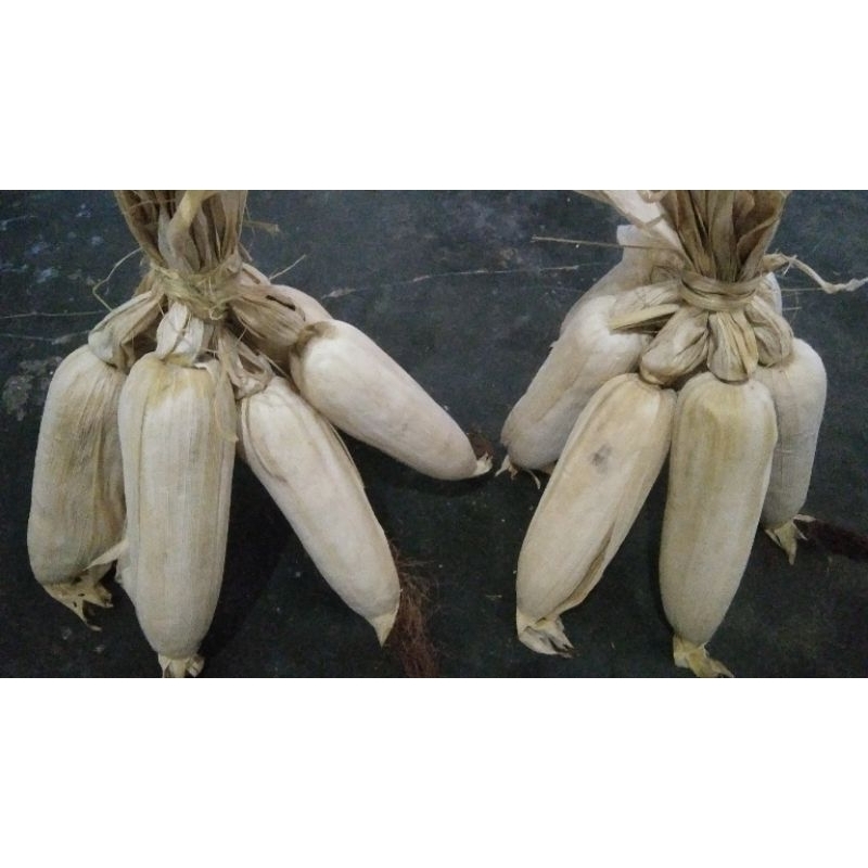 

Jagung Utuh Kering untuk pajangan atau dekorasi rumah