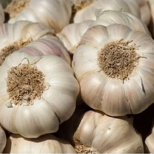 

bawang putih masih berkulit