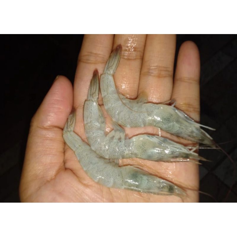 

Udang Size 80-90