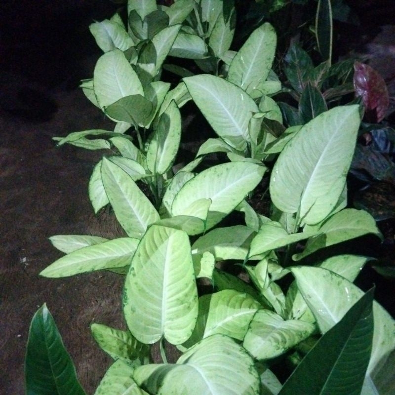 diven tisu Bangkok jumbo