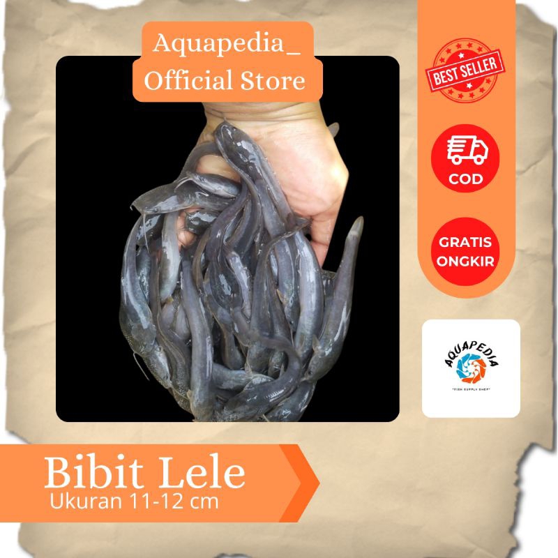 Bibit Ikan Lele 11-12 cm - Lele Sangkuriang - Bibit Ikan Lele - Bibit Ikan