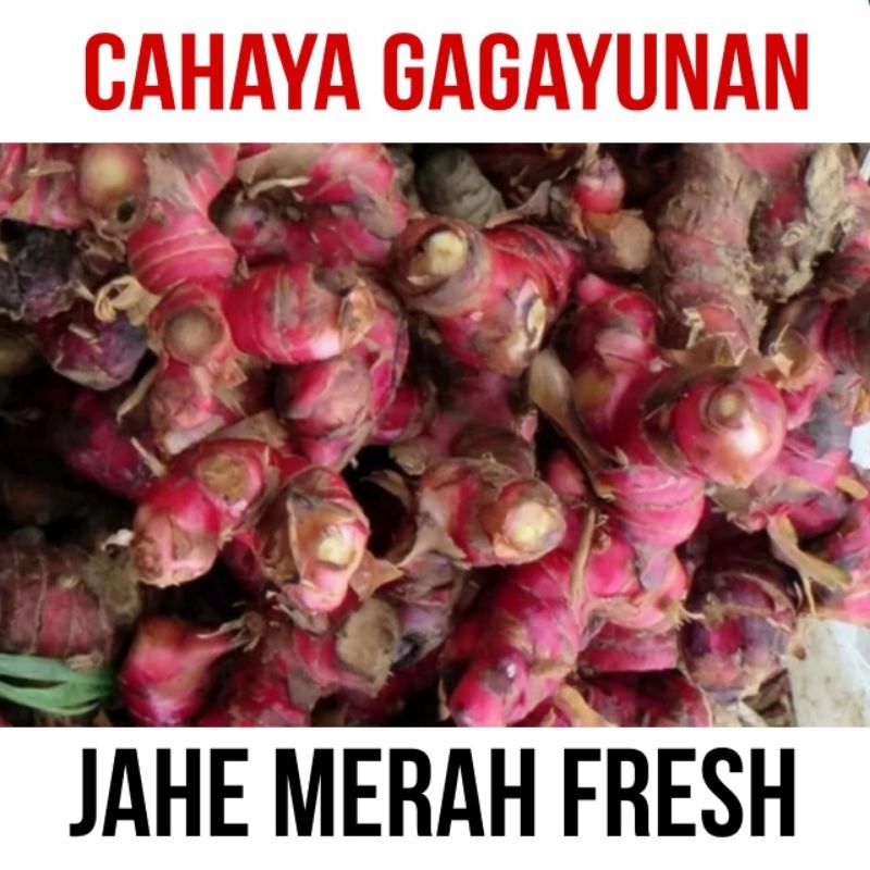 

Jahe merah fresh | jahe merah fresh berkualitas | 1 kg