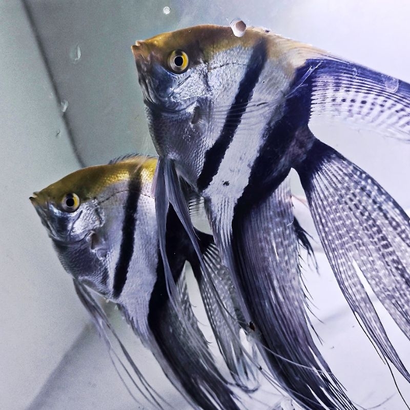 Ikan Hias Manfish BW Slayer Size Indukan Jumbo