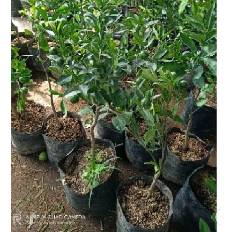 bibit Jeruk Santang madu siap berbuah hasil okulasi/cangkok