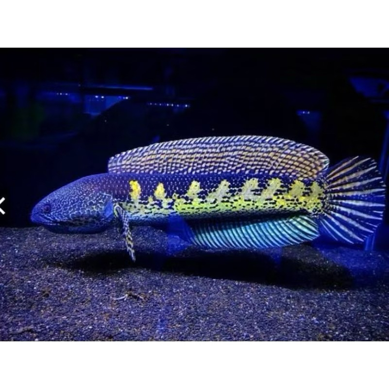 chana auranti size 16-20cm