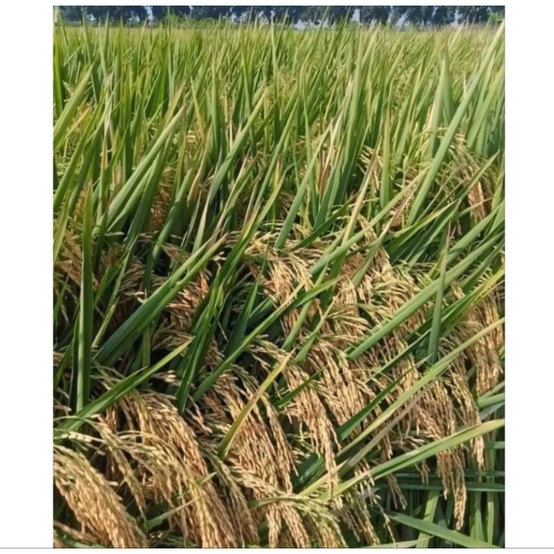 bibit padi p05 super unggul 5KG