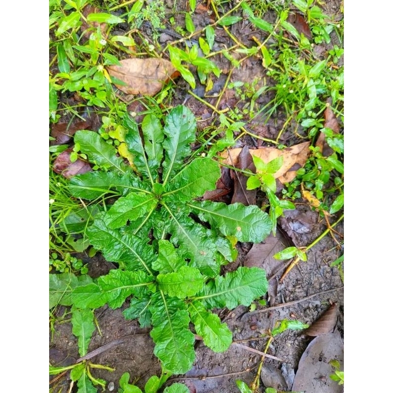 

daun tapak liman 100 gram