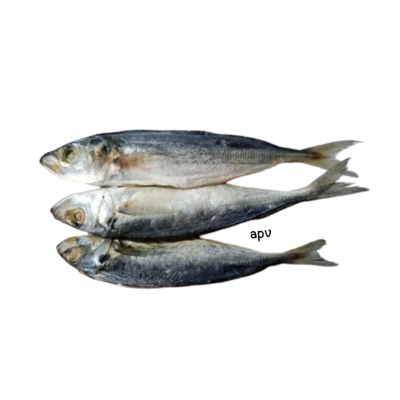 

ikan asin peda/pedo/banyar/layang sedang