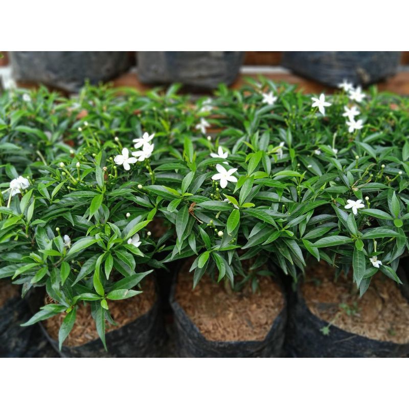 tanaman hias rombusa melati rombusa