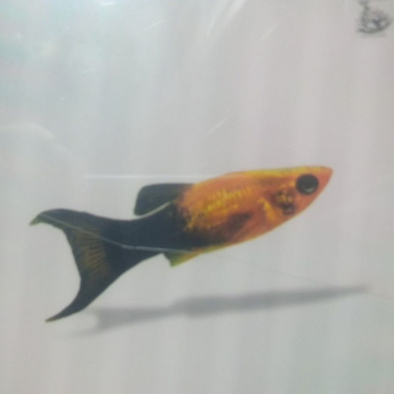 Ikan Hias Molly Golden Black Dewasa