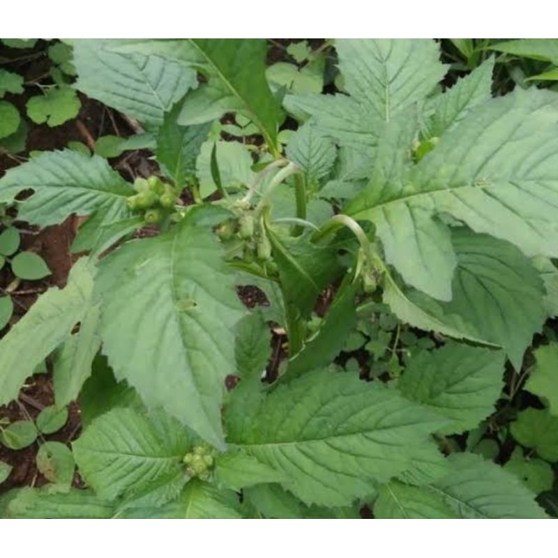 

Daun Sintrong segar 1 kilo gram petik langsung