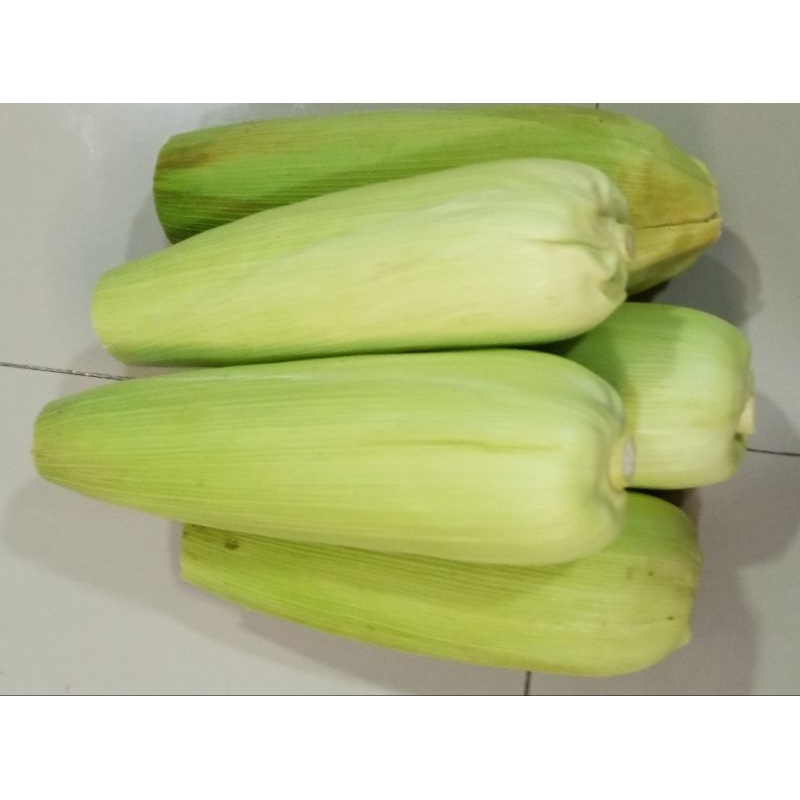 

Jagung manis harga promo per kg