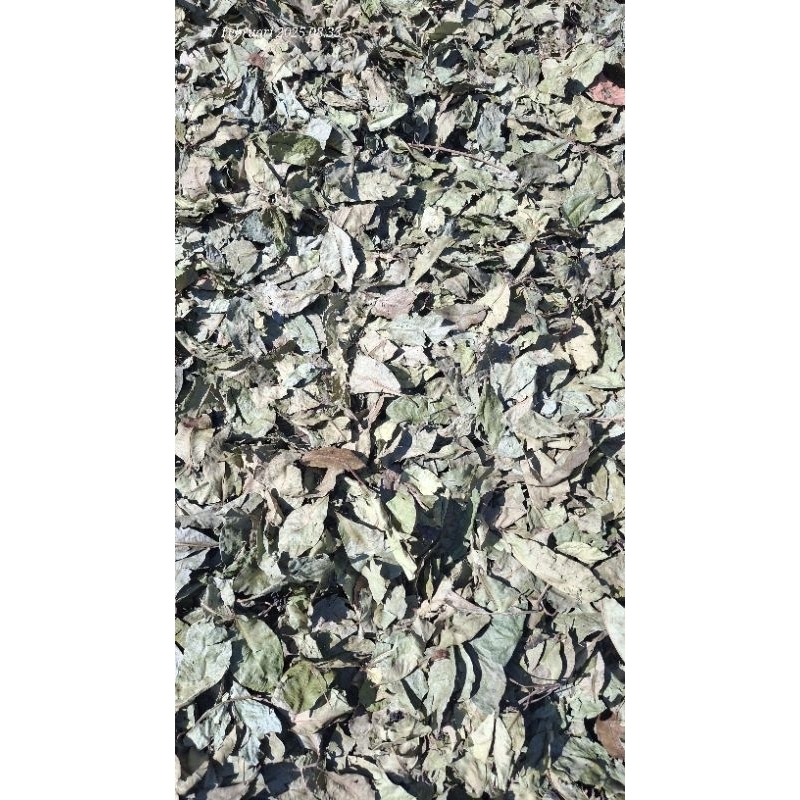 

Daun salam kering 500gram