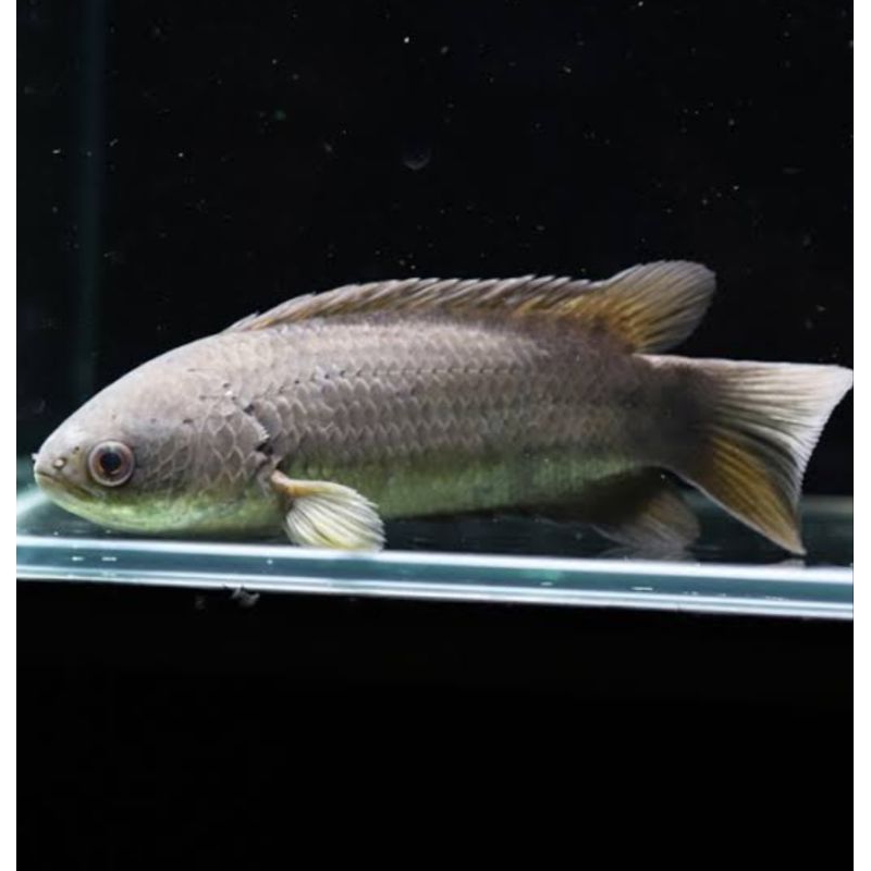 ikan Climbing Perch Gourami Betok papuyu betik hias aquarium tankmate kolam hiasan aquascape gurami 