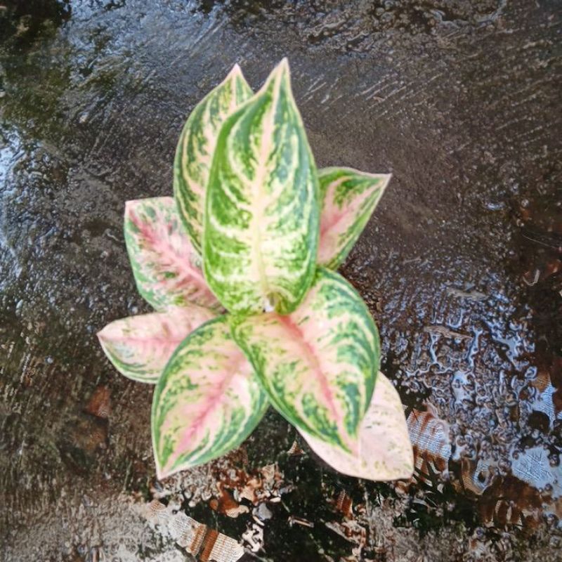 Tanaman Hias Aglonema Nusantara