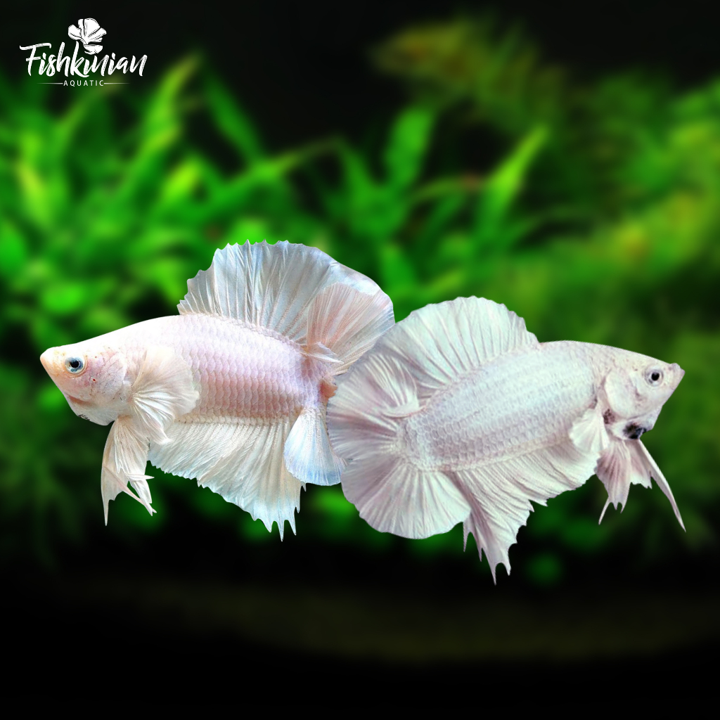 plakat/double/tail/pkdt/white/platinum/wp