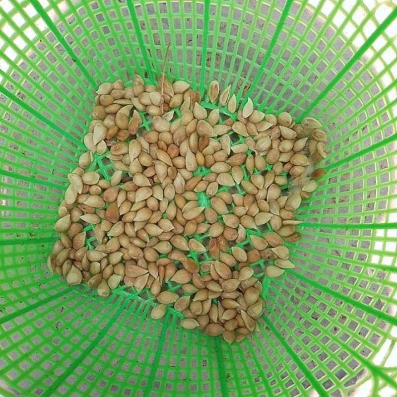 

BIJI JERUK NIPIS SIAP SEMAI ISI 25 PCS