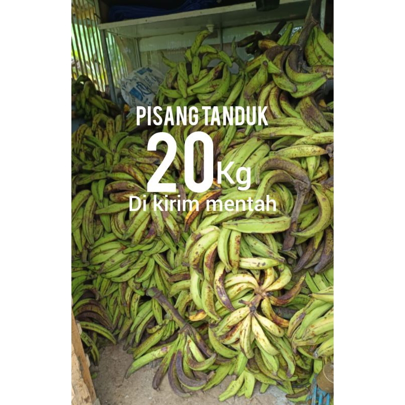

PISANG TANDUK MADU SUPER 20kg